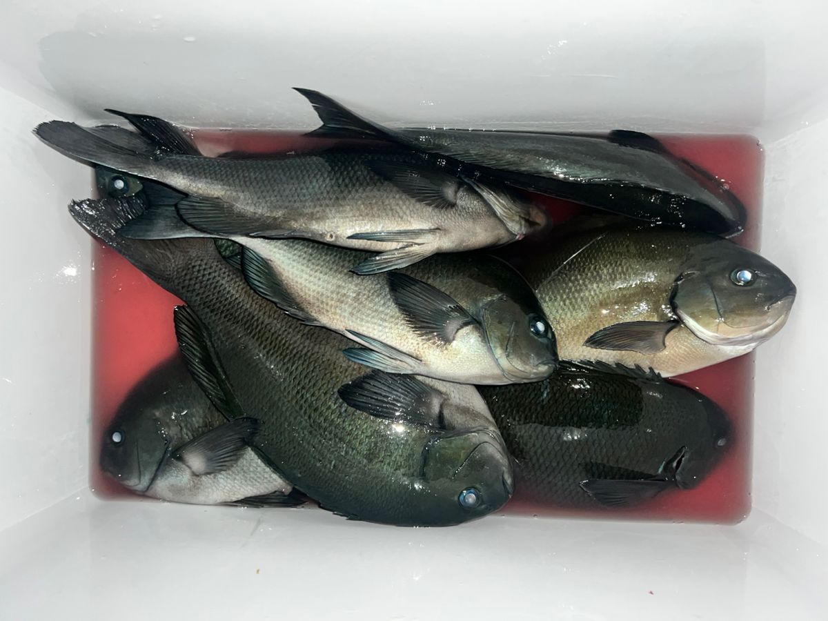 NAOYA.Tさんの釣果 1枚目の画像