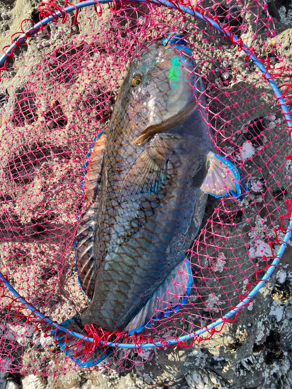 NAOYA.Tさんの釣果 2枚目の画像