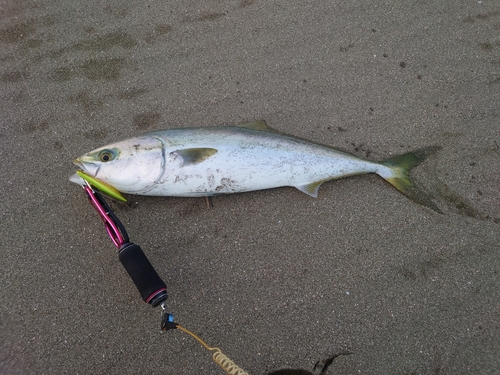 ヤズの釣果