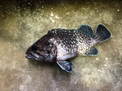 マゾイの釣果