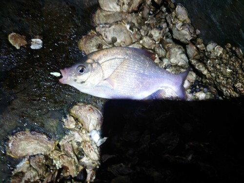 ウミタナゴの釣果