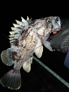 クロソイの釣果