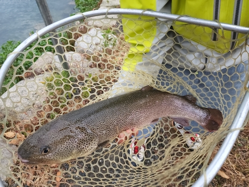 イトウの釣果