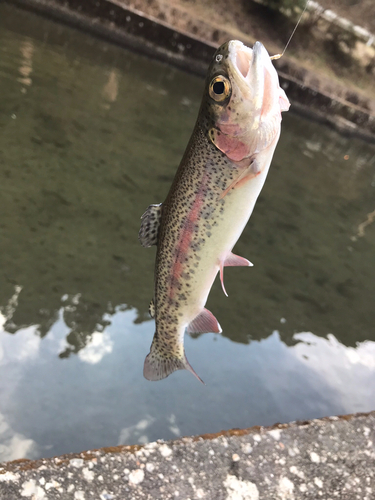 ニジマスの釣果