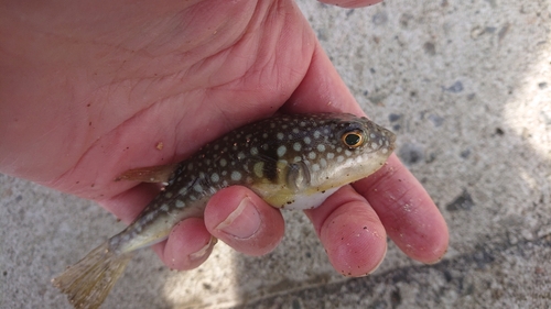 コモンフグの釣果