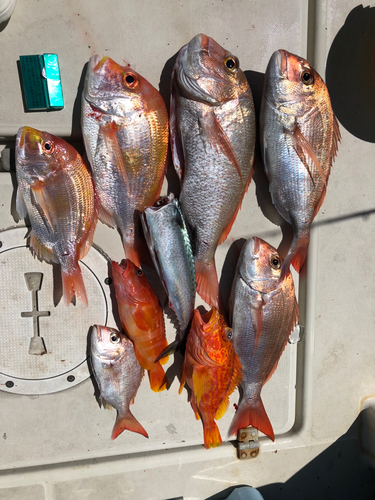 マダイの釣果