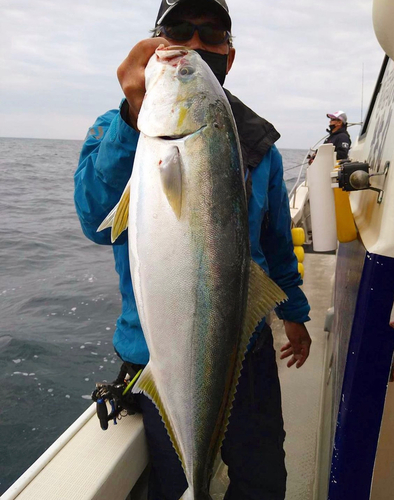 ブリの釣果