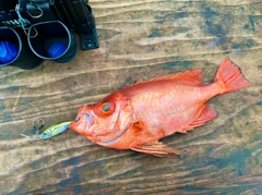 チカメキントキの釣果