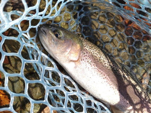 ニジマスの釣果