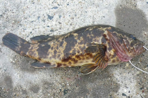 タケノコメバルの釣果