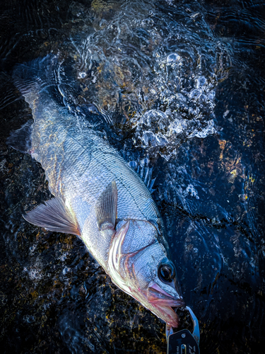 ヒラスズキの釣果