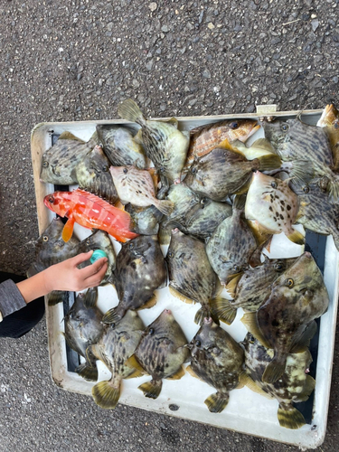 カワハギの釣果