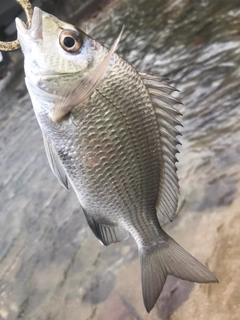 ナンヨウチヌの釣果