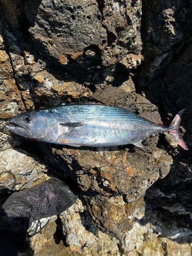 ハガツオの釣果