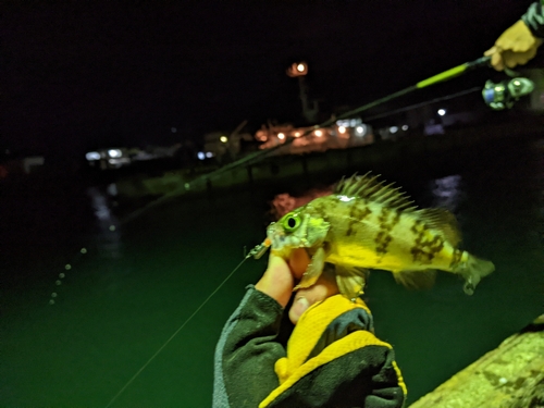 クロメバルの釣果