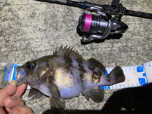 メバルの釣果