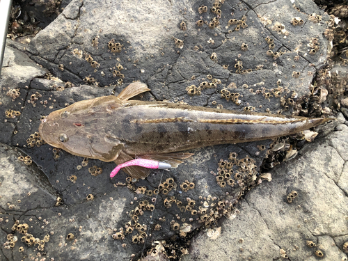 マゴチの釣果