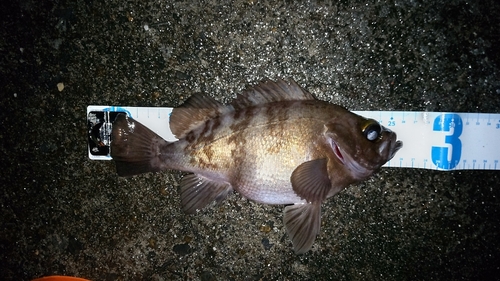 シロメバルの釣果