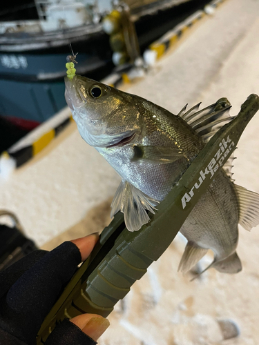 セイゴ（マルスズキ）の釣果