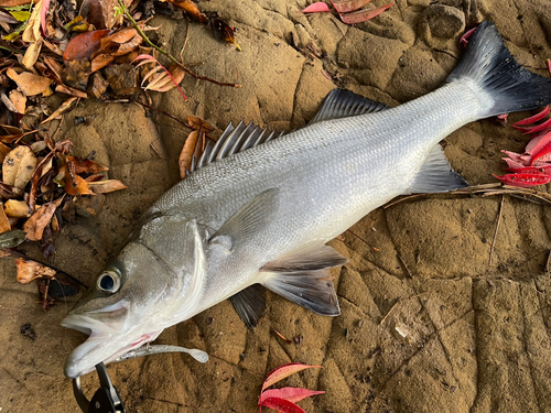 スズキの釣果