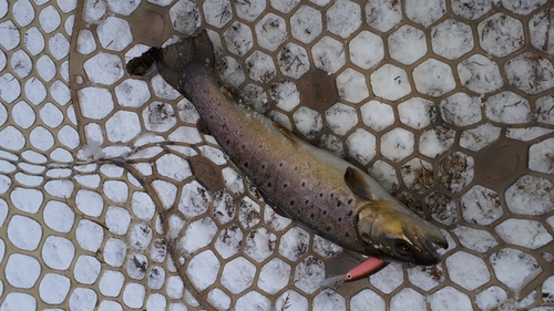 ブラウントラウトの釣果