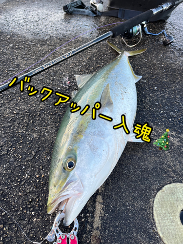 メジロの釣果