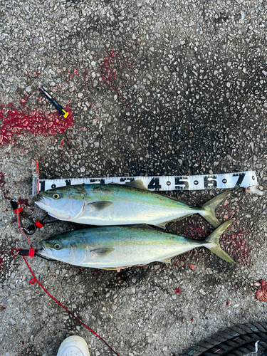 ハマチの釣果