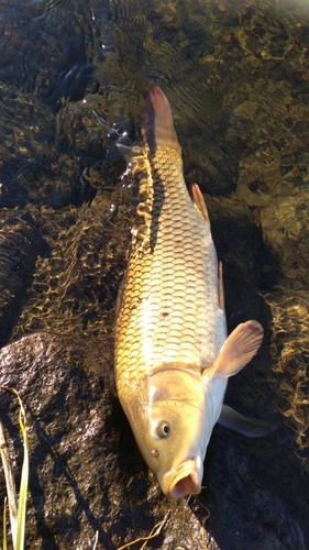 釣果