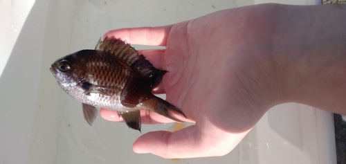 スズメダイの釣果