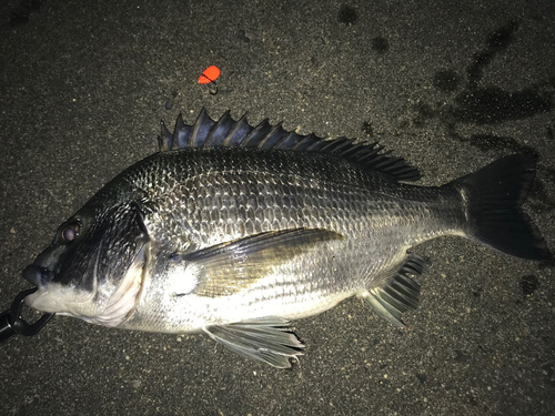 チヌの釣果