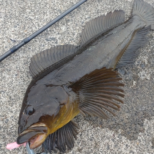 ウサギアイナメの釣果