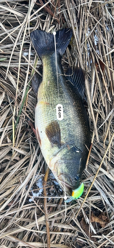 ブラックバスの釣果