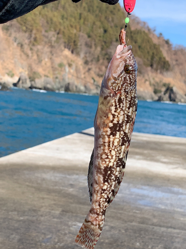 アイナメの釣果