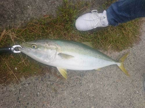 ブリの釣果