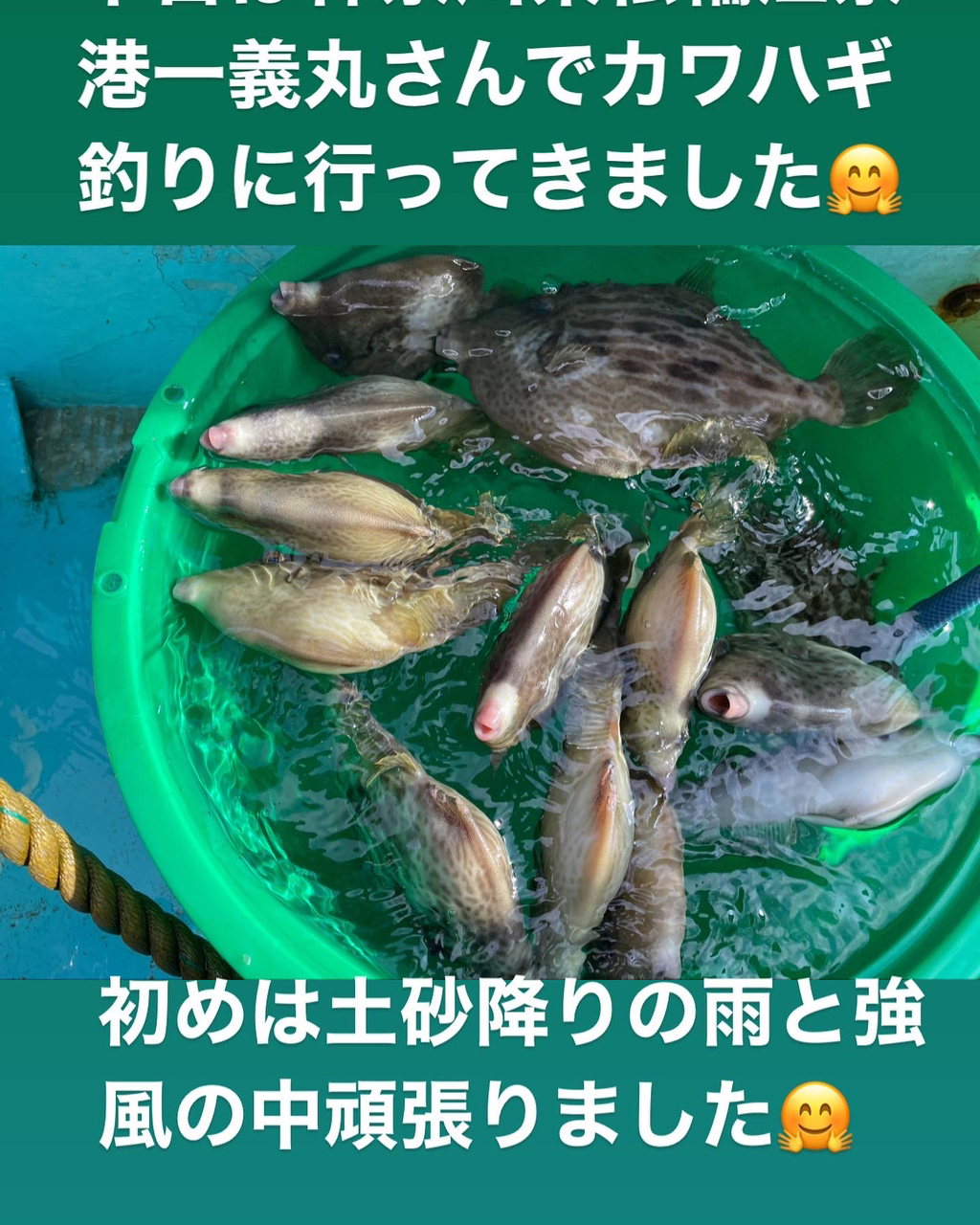 カワハギ