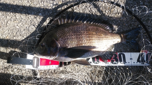 クロダイの釣果