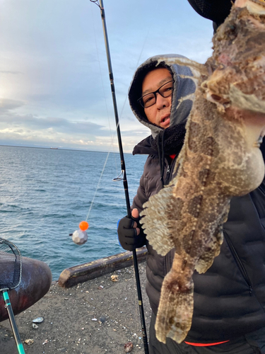 トウベツカジカの釣果