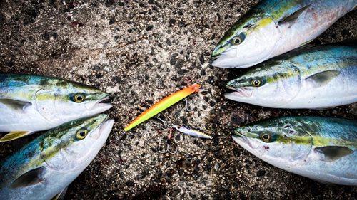 ハマチの釣果