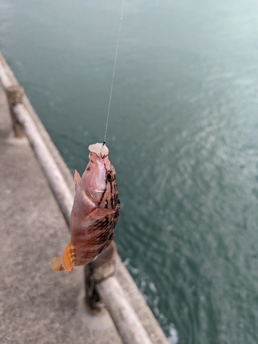 アカササノハベラの釣果