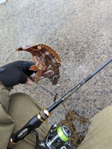 アラカブの釣果