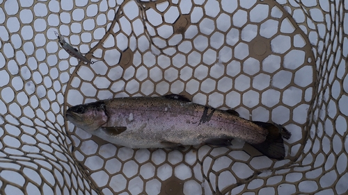 ニジマスの釣果