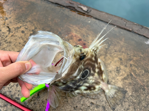 マトウダイの釣果