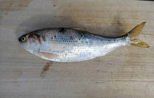 コノシロの釣果