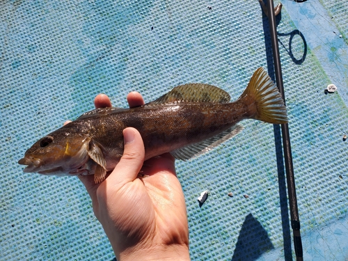 アイナメの釣果