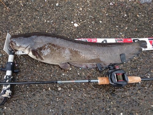 ナマズの釣果