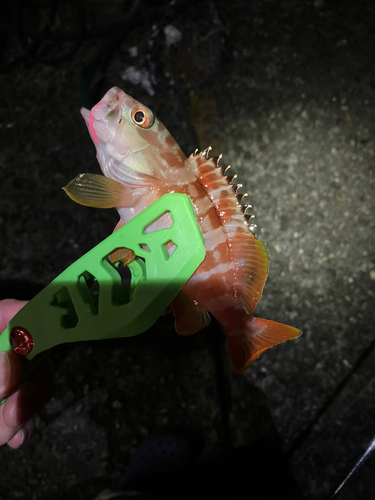 ネンブツダイの釣果