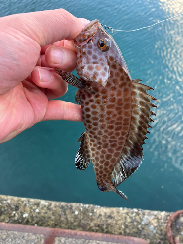 オオモンハタの釣果