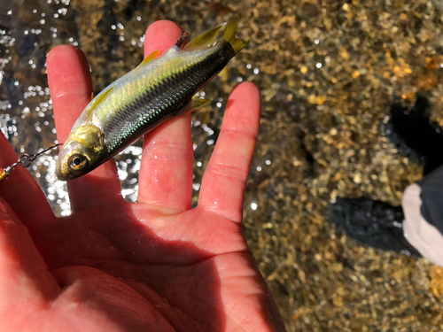 アマゴの釣果