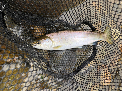 アマゴの釣果