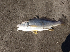 ニベの釣果